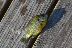 Lepomis gibbosus × macrochirus