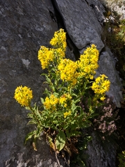 Solidago virgaurea taurica