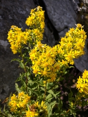 Solidago virgaurea taurica