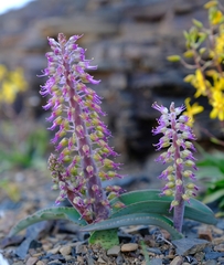 Lachenalia violacea