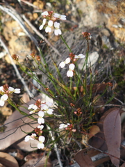 Stylidium junceum