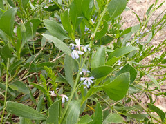 Scaevola angustata