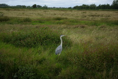 Ardea cinerea