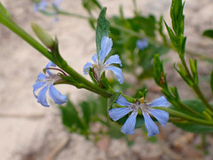 Scaevola angustata