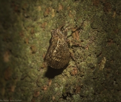 Cotylana angustifrons