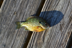 Lepomis gibbosus × macrochirus