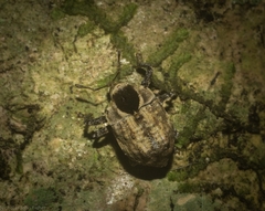 Brachyphyes thoracicus