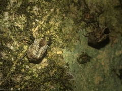 Brachyphyes thoracicus