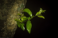 Pittosporum lancifolium