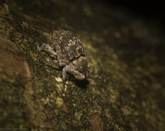 Eutyrhinus meditabundus