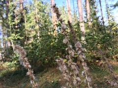 Omalotheca sylvatica