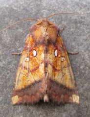 Papaipema leucostigma