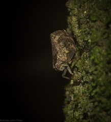 Cotylana angustifrons