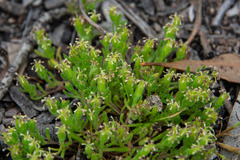 Millotia muelleri