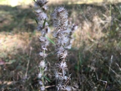 Omalotheca sylvatica