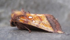 Papaipema leucostigma