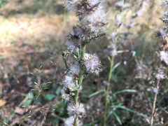 Omalotheca sylvatica