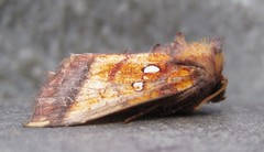 Papaipema leucostigma