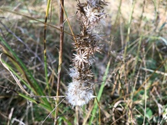 Omalotheca sylvatica