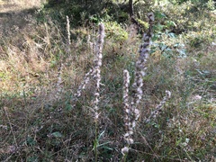 Omalotheca sylvatica