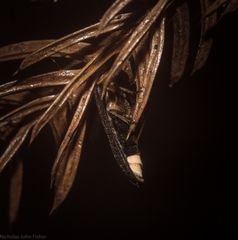 Atyphella scintillans