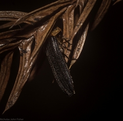 Atyphella scintillans