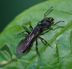 Ectomomyrmex javanus