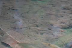 Rasbora elegans