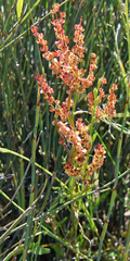 Rumex lativalvis
