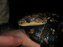 Chilabothrus strigilatus