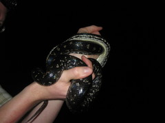 Chilabothrus strigilatus
