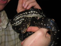 Chilabothrus strigilatus