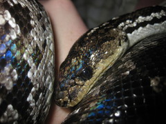 Chilabothrus strigilatus