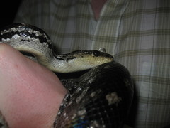 Chilabothrus strigilatus