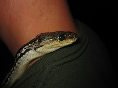 Chilabothrus strigilatus