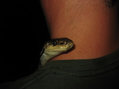 Chilabothrus strigilatus