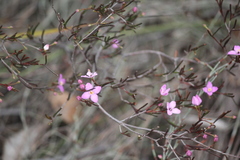 Boronia filifolia