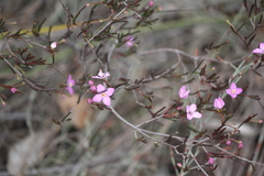 Boronia filifolia