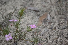 Boronia filifolia