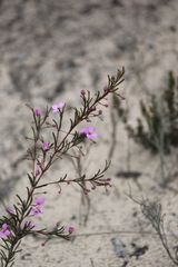 Boronia filifolia