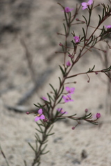 Boronia filifolia