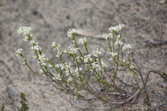 Pimelea phylicoides