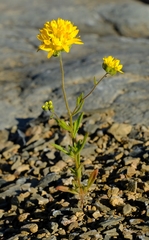 Polycarena aurea