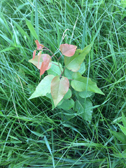 Populus