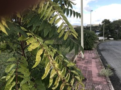 Ailanthus altissima