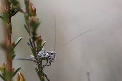 Oligodectes longicercus