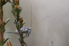 Oligodectes longicercus