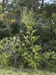 Ailanthus altissima