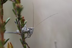 Oligodectes longicercus