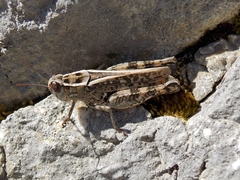 Calliptamus barbarus